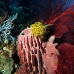 sponge_barrel_sr_v_0705_png0206.jpg